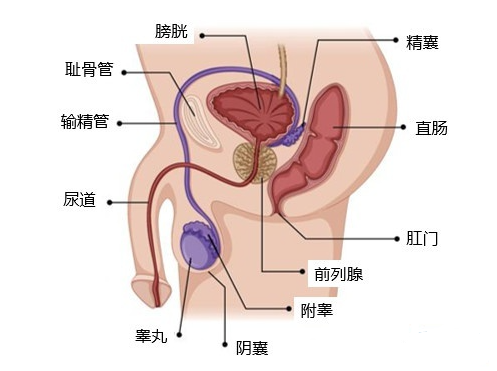 什么是附睾睾丸炎