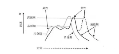 早期的性反应周期图