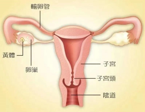 「花心」是什么