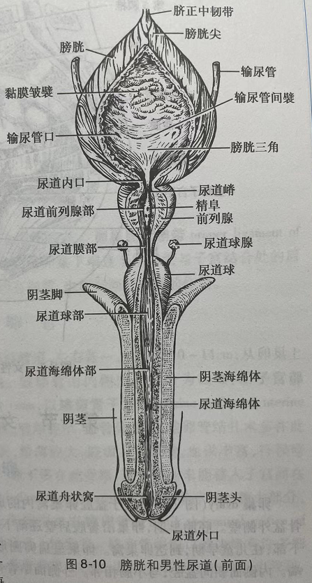 男生是怎么排尿的