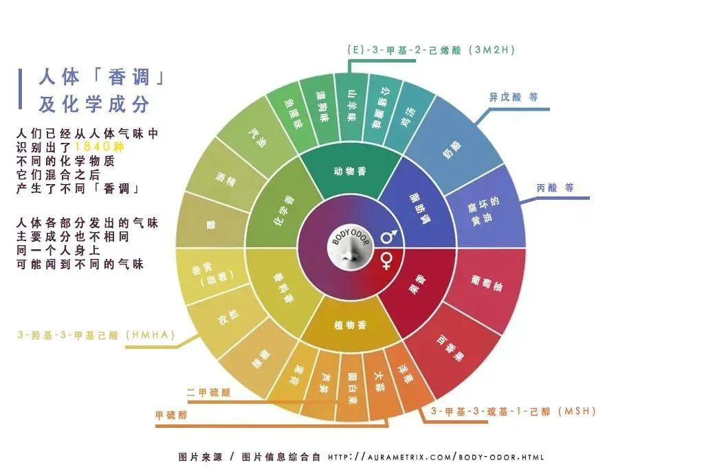 接下来咱们再来说说音道的气味