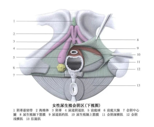 前庭大腺