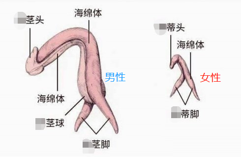 解剖图了