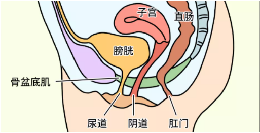 女性私处的生理构造