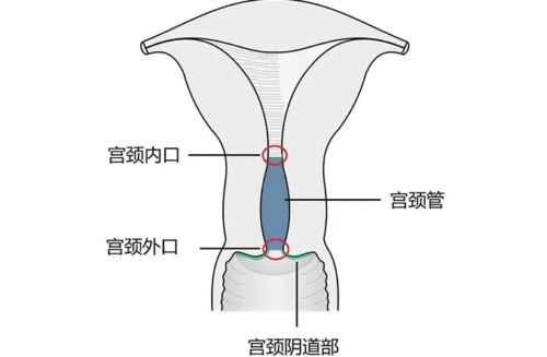 顶到花芯