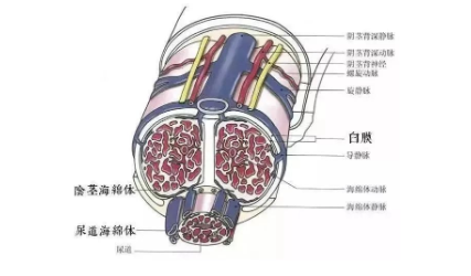 硬不起来的原因有哪些