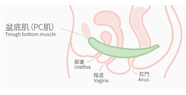 阴道哑铃