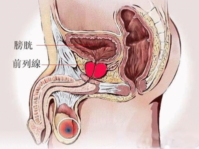 养护前列腺，男人更健康