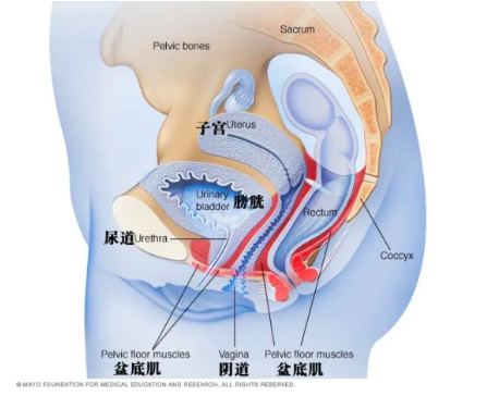 Y道长短影响性生活吗