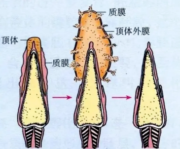 精卵结合的过程