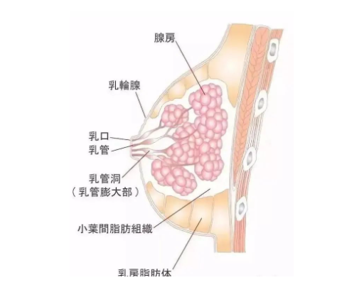 生理结构