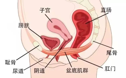 提肛运动怎么做