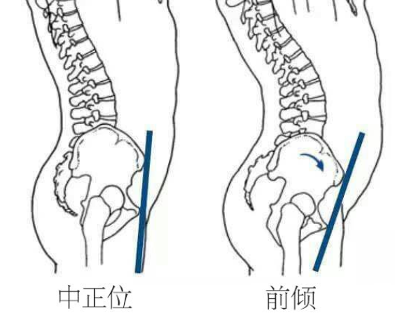 蓝莓植物酵素的功效与作用