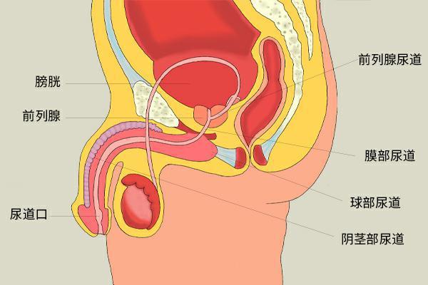 黛迩美内衣怎么样 黛迩美内衣价格