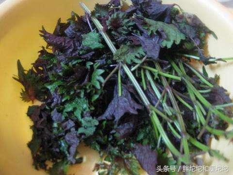 紫苏牛肉锅里滚一滚，香的鼻子都要掉了（紫苏牛肉锅里滚一滚）(3)