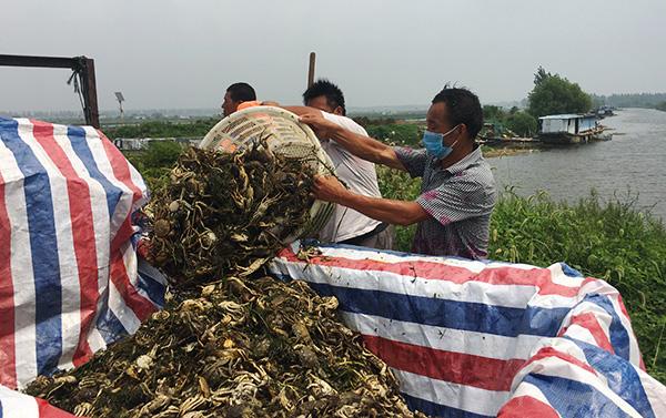 江苏宿迁螃蟹养殖基地（直击黑水）(8)