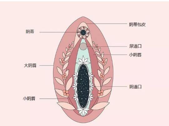 男生说的小豆豆长什么样