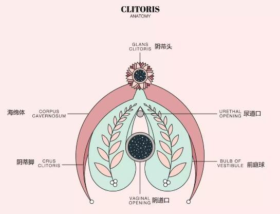 男生说的小豆豆长什么样