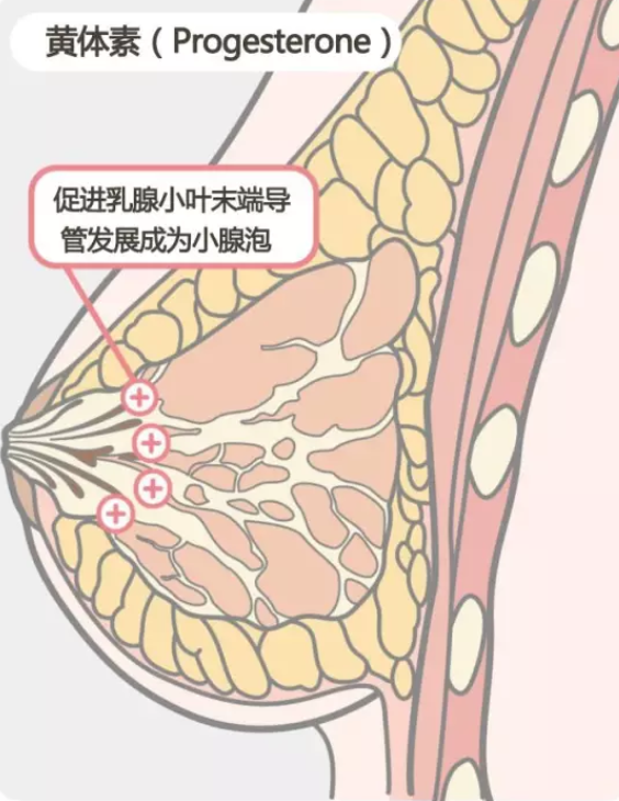 女性丰胸的方法