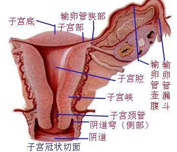 女人逼的照片实图