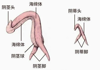 女生的小豆豆长啥样