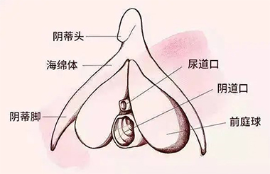 女生的小豆豆到底啥样