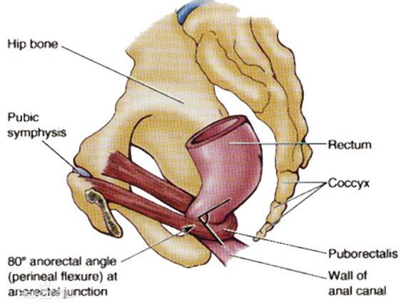 怎样让肛门括约肌放松