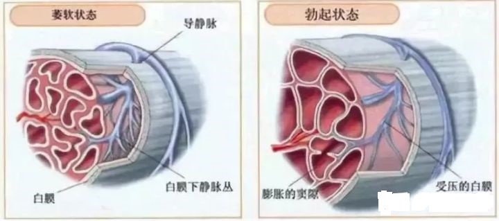 阿拉伯挤奶法真的有用吗