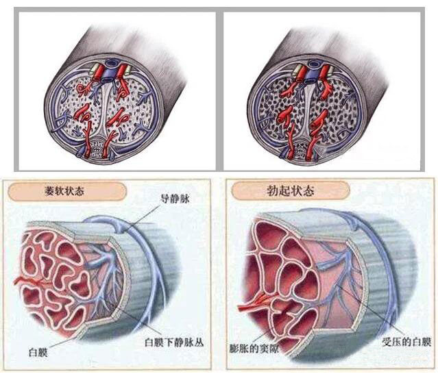 丁丁可以通过训练增大增粗吗