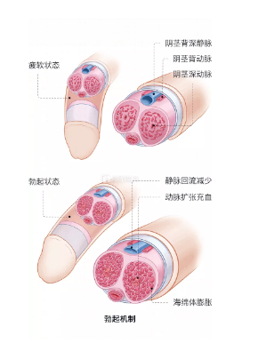 我想壮阳延时吃什么补品好