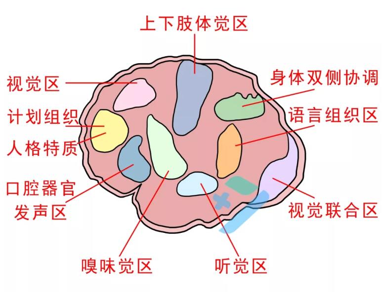 为什么人总是做春梦