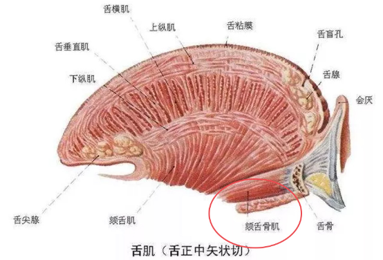 怎么伸舌头才是真正的舌吻