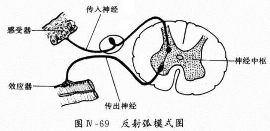 做背神经阻断术6年了