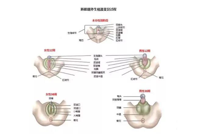 摸到前列腺是什么感觉