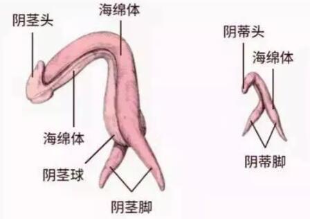 女人不容易膏潮的解决办法