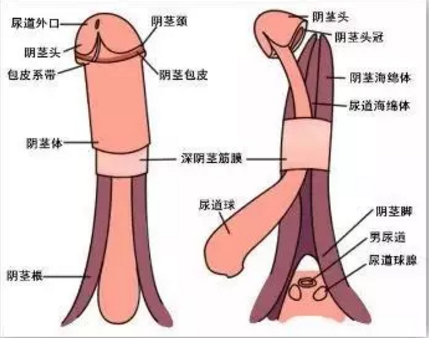 龟头敏感一下都不敢碰