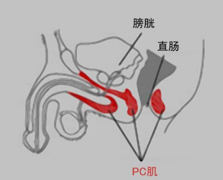 五宝茶可以改善硬度吗