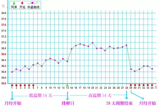 前七后八安全期图解