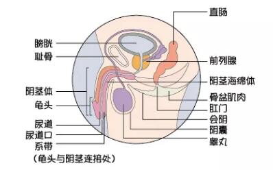 直男为什么会被掰弯