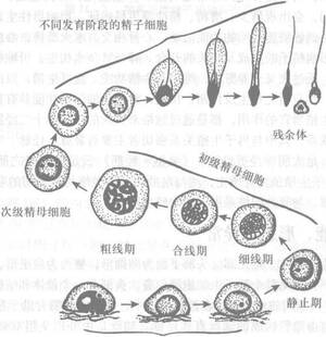 男人长期没有性生活也不自摸会对身体好吗