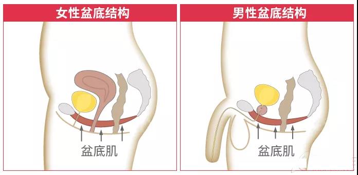 凯格尔运动真能提升性功能吗