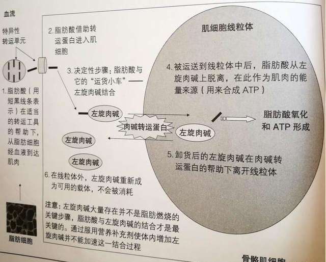 左旋肉碱配合力量训练有用吗