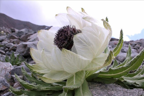 天山雪莲花怎么治疗风湿关节炎