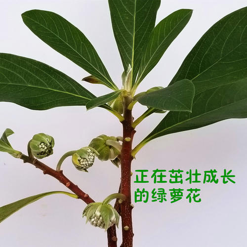 绿萝花茶怎么泡着喝效果更好