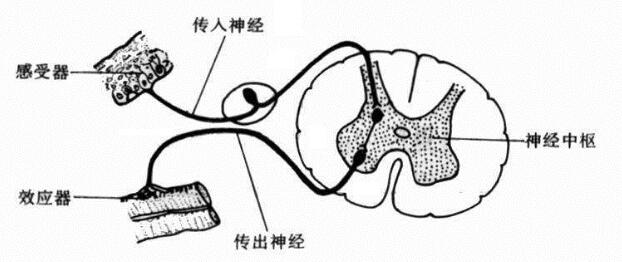 达帕西汀第一次吃可以延时吗