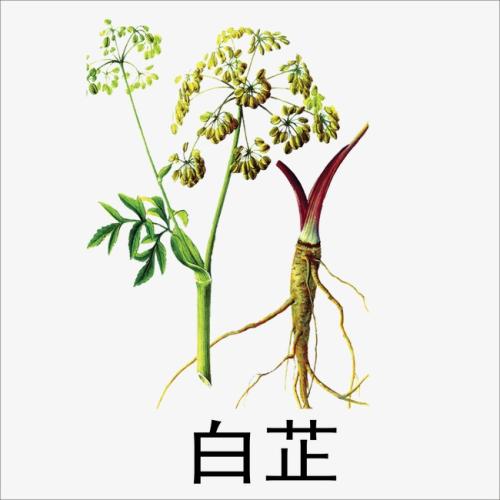 白芷有美白淡斑的功效吗