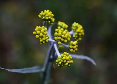 鼠曲草有降尿酸作用吗