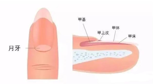 指甲上的月牙和健康有没有关系