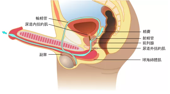 未射出来的精液去哪了