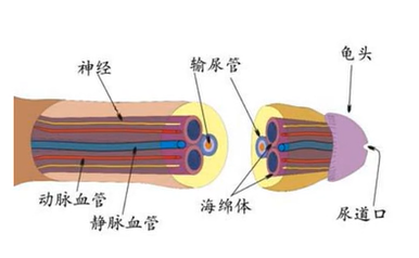 卫格尔锻炼法到底有没有用